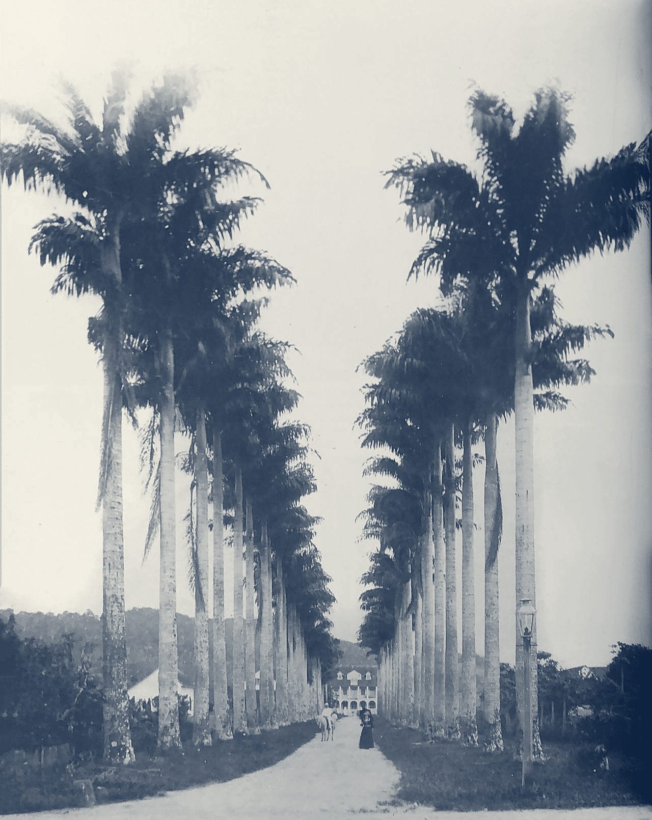 Rua das Palmeiras em 1905 (Arquivo Histórico de Joinville)